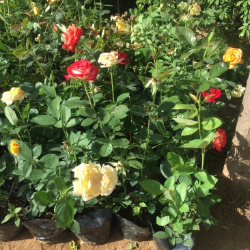 大花月季混色花高度40−50适合绿化工程苗