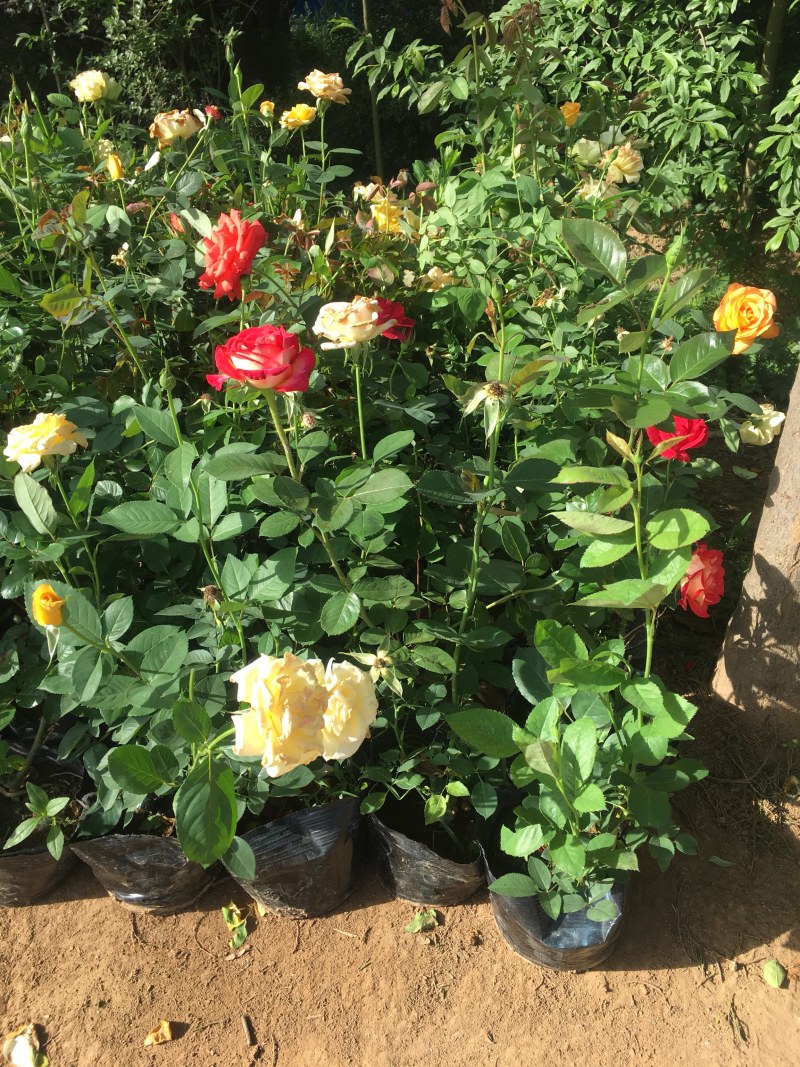 大花月季混色花高度40−50适合绿化工程苗