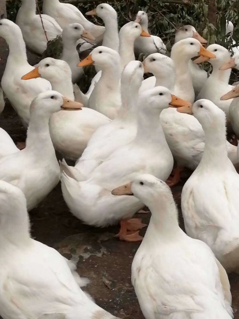 白鸭