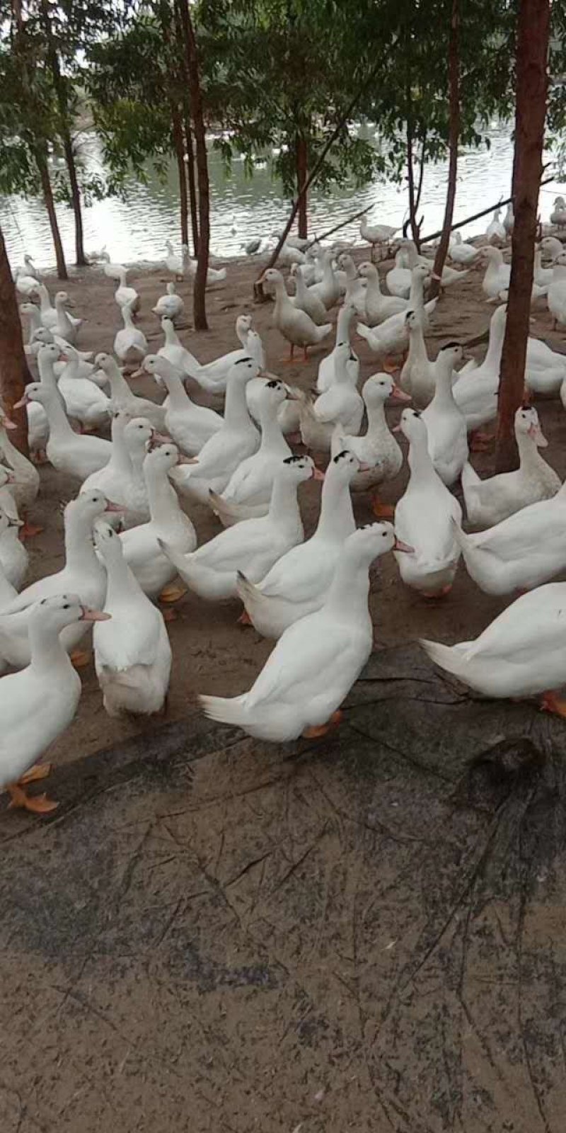 白鸭