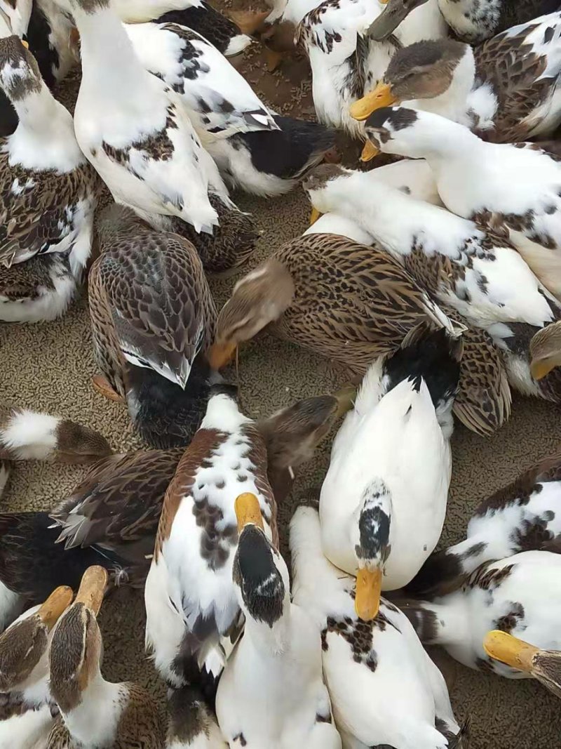 花边鸭