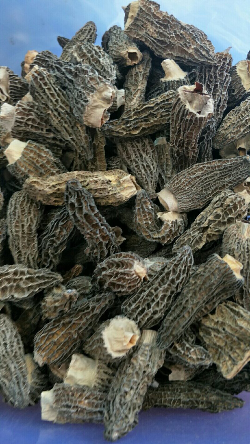 羊肚菌