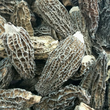 羊肚菌