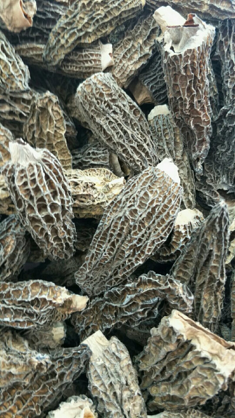 羊肚菌
