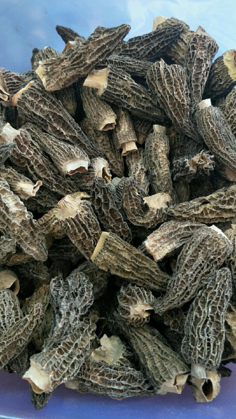 羊肚菌
