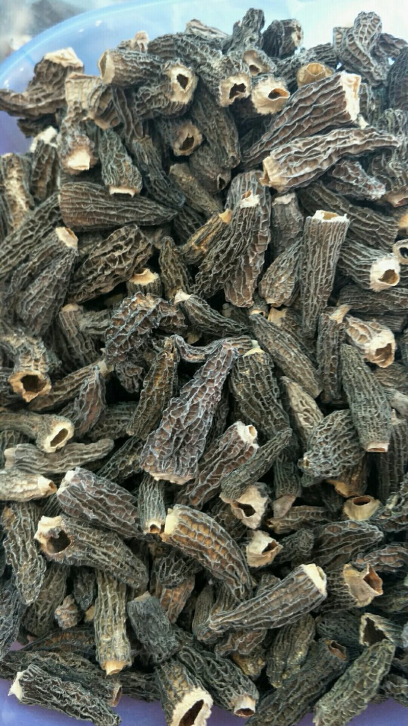羊肚菌