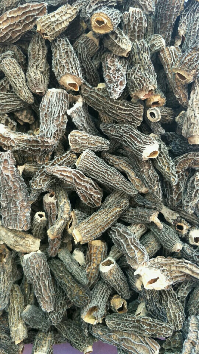 羊肚菌