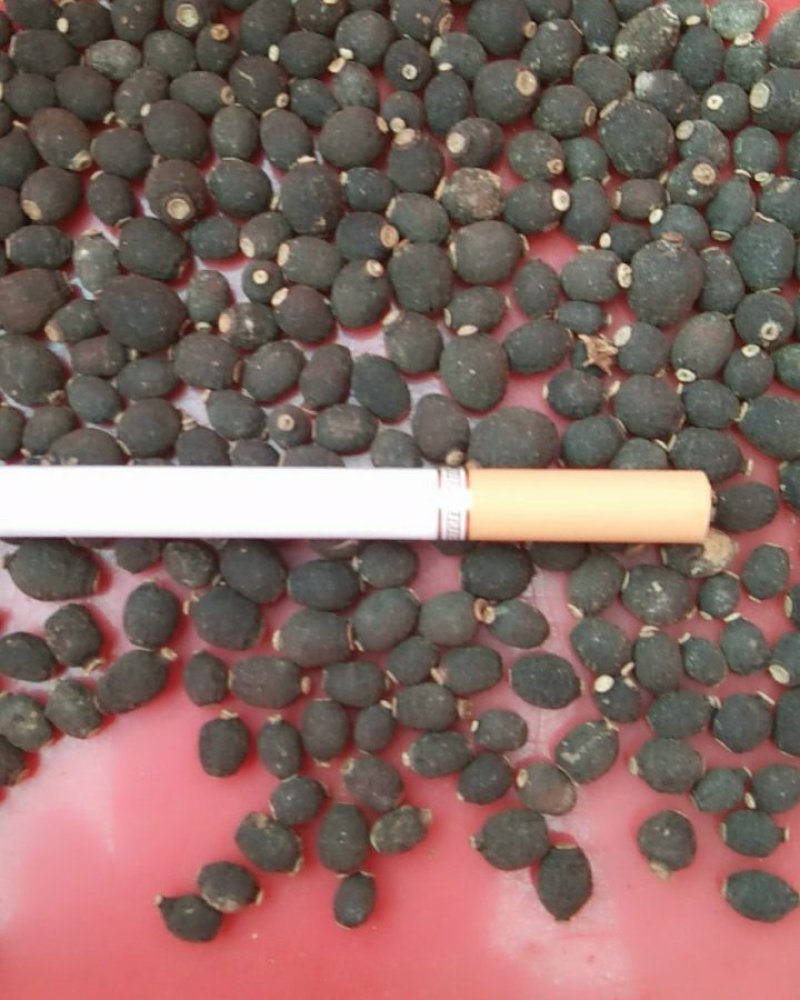 枳实江西赣南小脐橙枳实含量高无硫晒干的小园个枳实