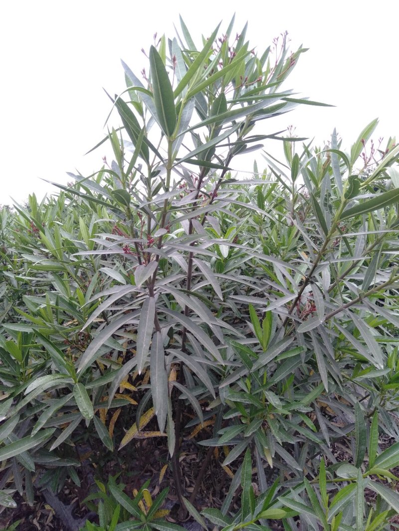 夹竹桃生产基地，夹竹桃批发，夹竹桃，1—3米