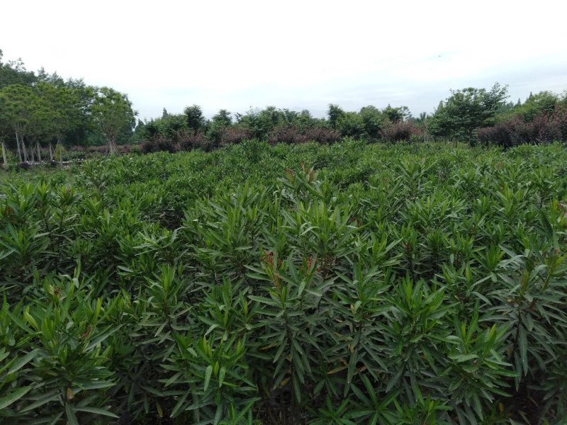 夹竹桃生产基地，夹竹桃批发，夹竹桃，1—3米