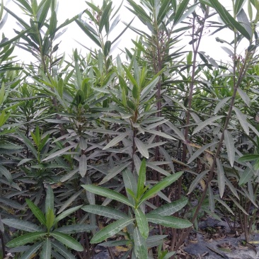 夹竹桃生产基地，夹竹桃批发，夹竹桃，1—3米