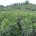 夹竹桃生产基地，夹竹桃批发，夹竹桃，1—3米