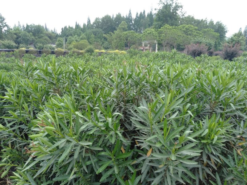 夹竹桃生产基地，夹竹桃批发，夹竹桃，1—3米