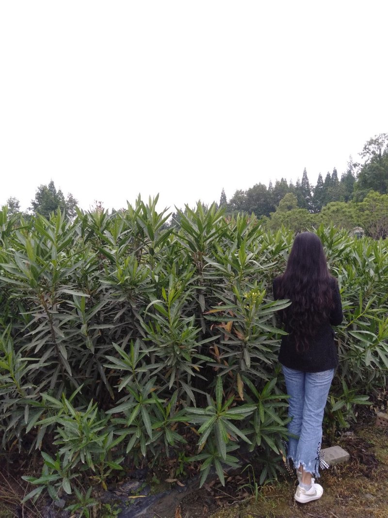夹竹桃生产基地，夹竹桃批发，夹竹桃，1—3米