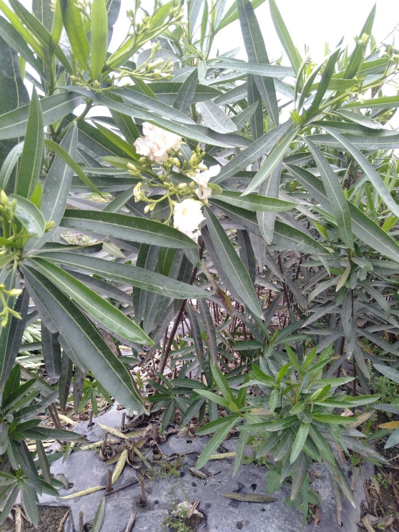 夹竹桃生产基地，夹竹桃批发，夹竹桃，1—3米