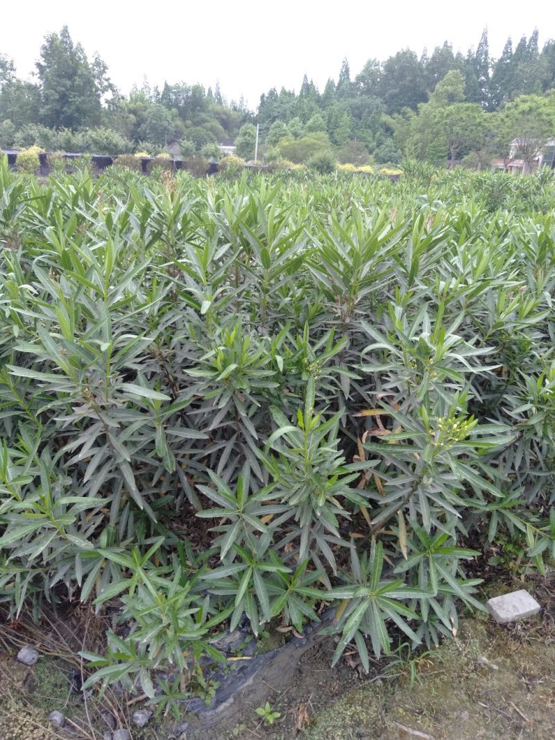 夹竹桃生产基地，夹竹桃批发，夹竹桃，1—3米