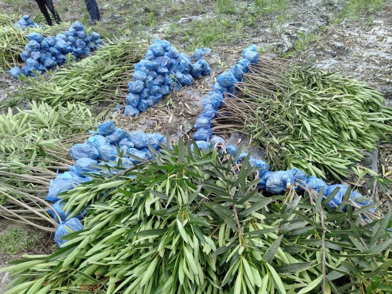 夹竹桃生产基地，夹竹桃批发，夹竹桃，1—3米