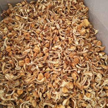 滑子菇，口感好，吃着放心