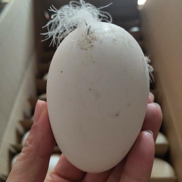 湖南本地土鹅蛋笨鹅蛋1个大新鲜饱满净重45-48斤