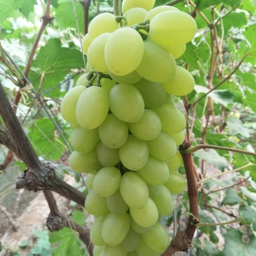 甜口精品河北衡水饶阳葡萄