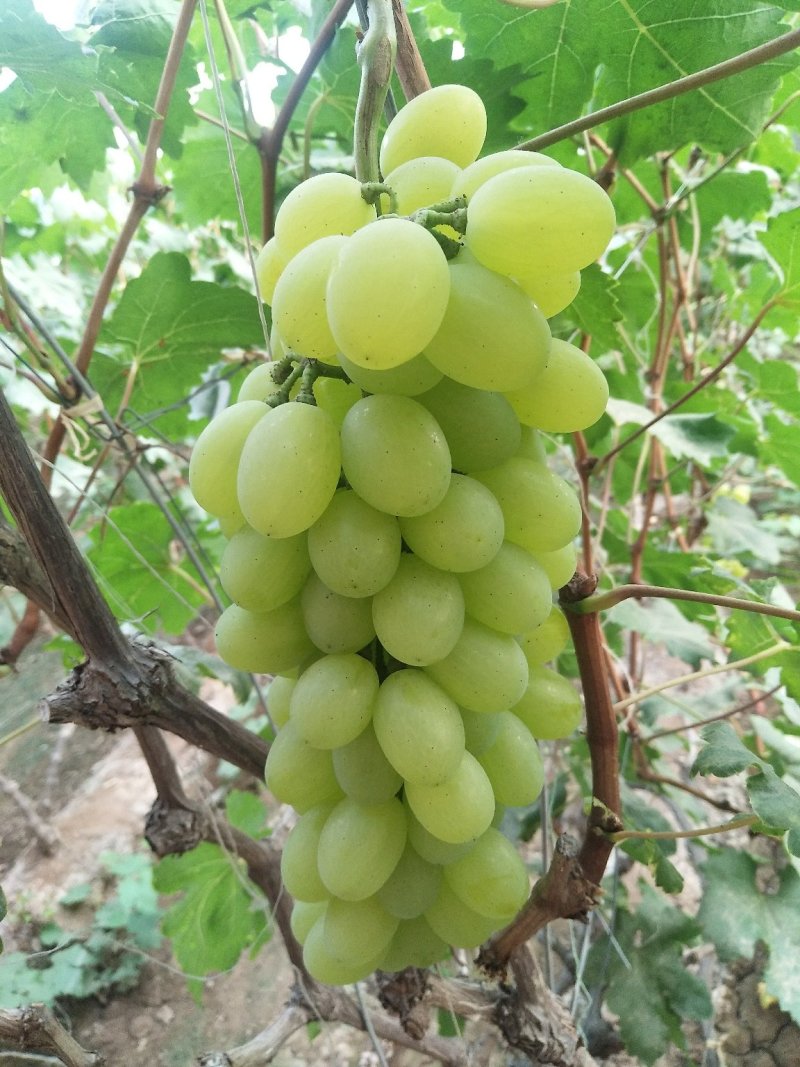 甜口精品河北衡水饶阳葡萄