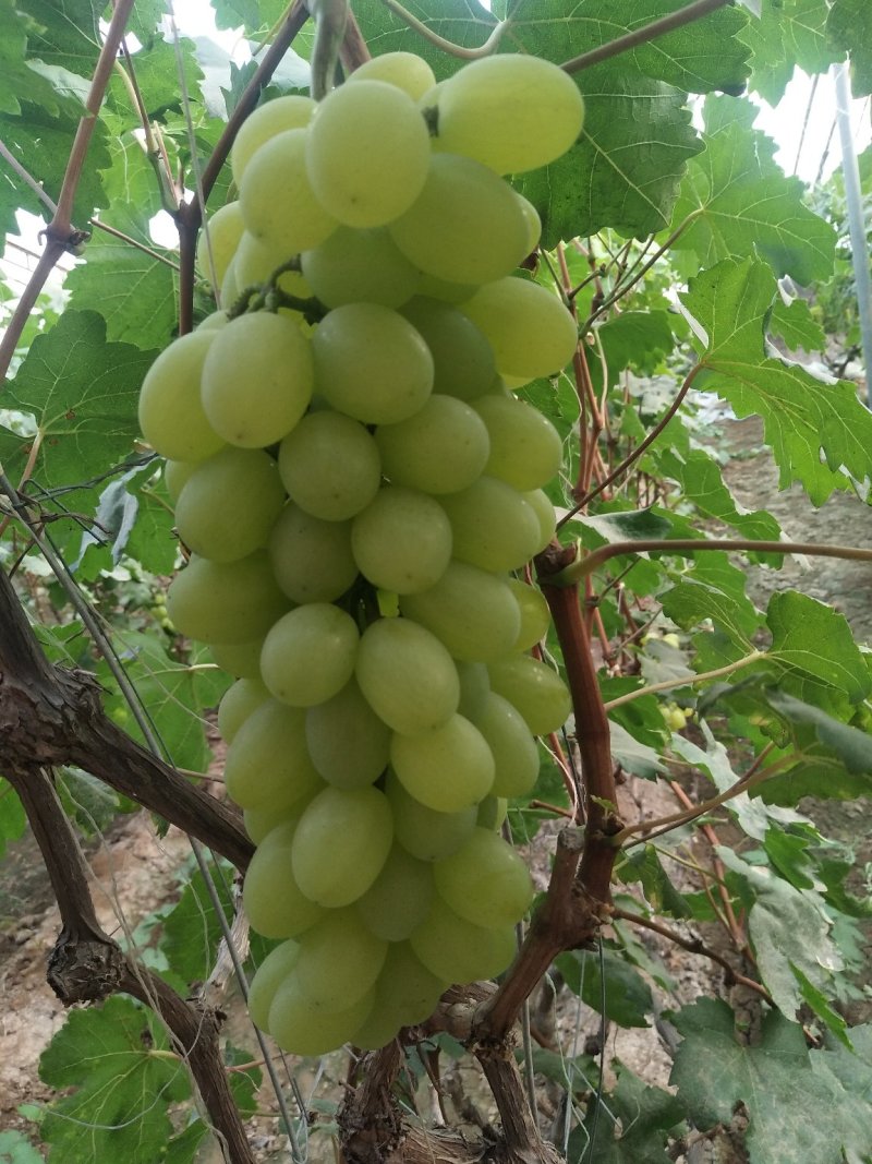 河北饶阳甜口精品维多利亚青提葡萄