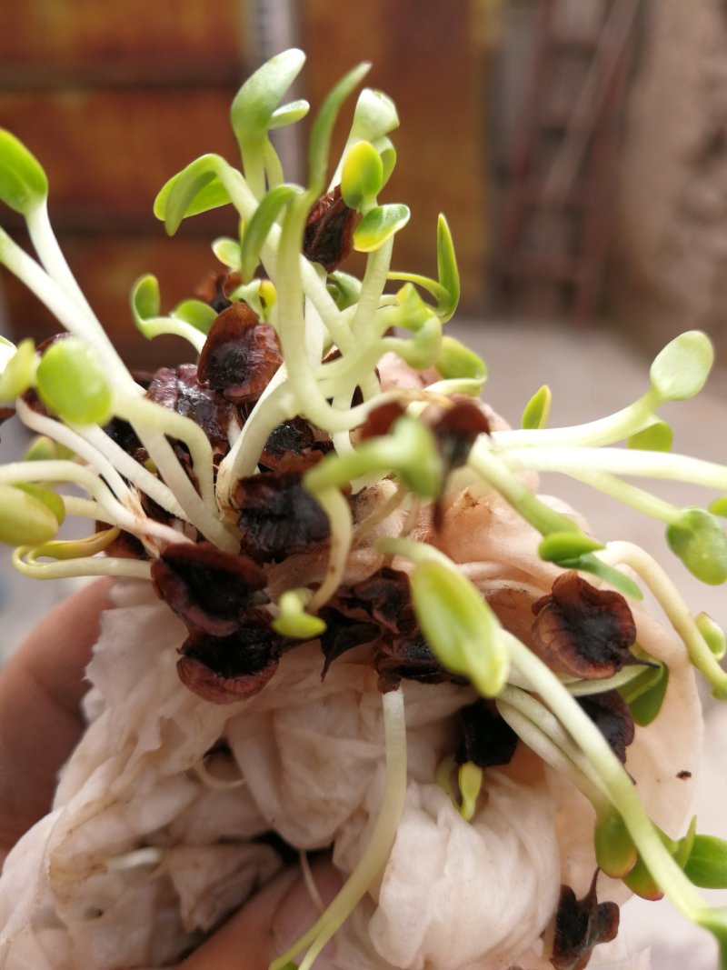 马蹄大黄新种子，99%发芽率，包品种，包邮费。