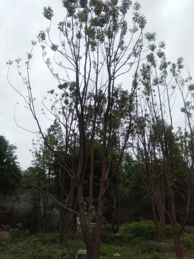 大量出售丛生全冠熟货香樟，原生态，量大从优