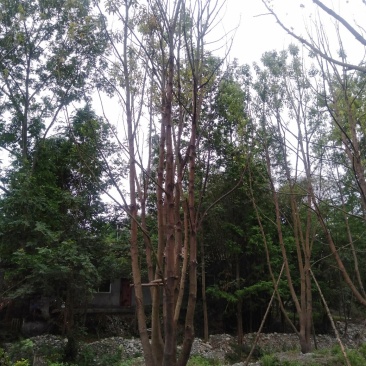 大量出售丛生全冠熟货香樟，原生态，量大从优