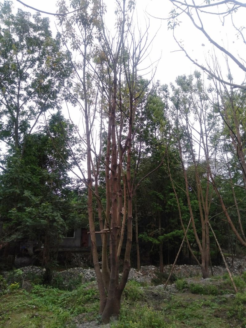大量出售丛生全冠熟货香樟，原生态，量大从优