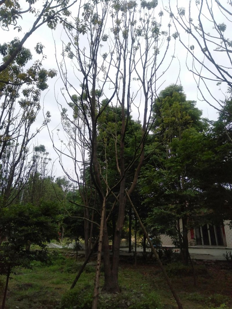 大量出售丛生全冠熟货香樟，原生态，量大从优