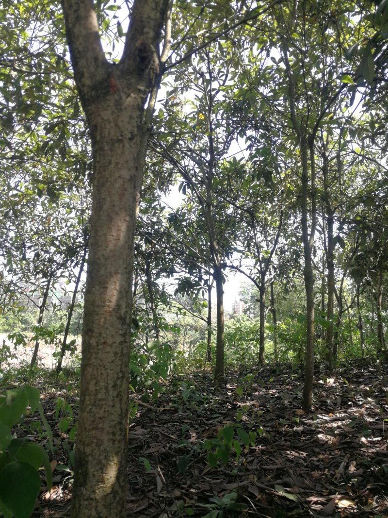 绿化高杆枇杷树、风景枇杷树批发
