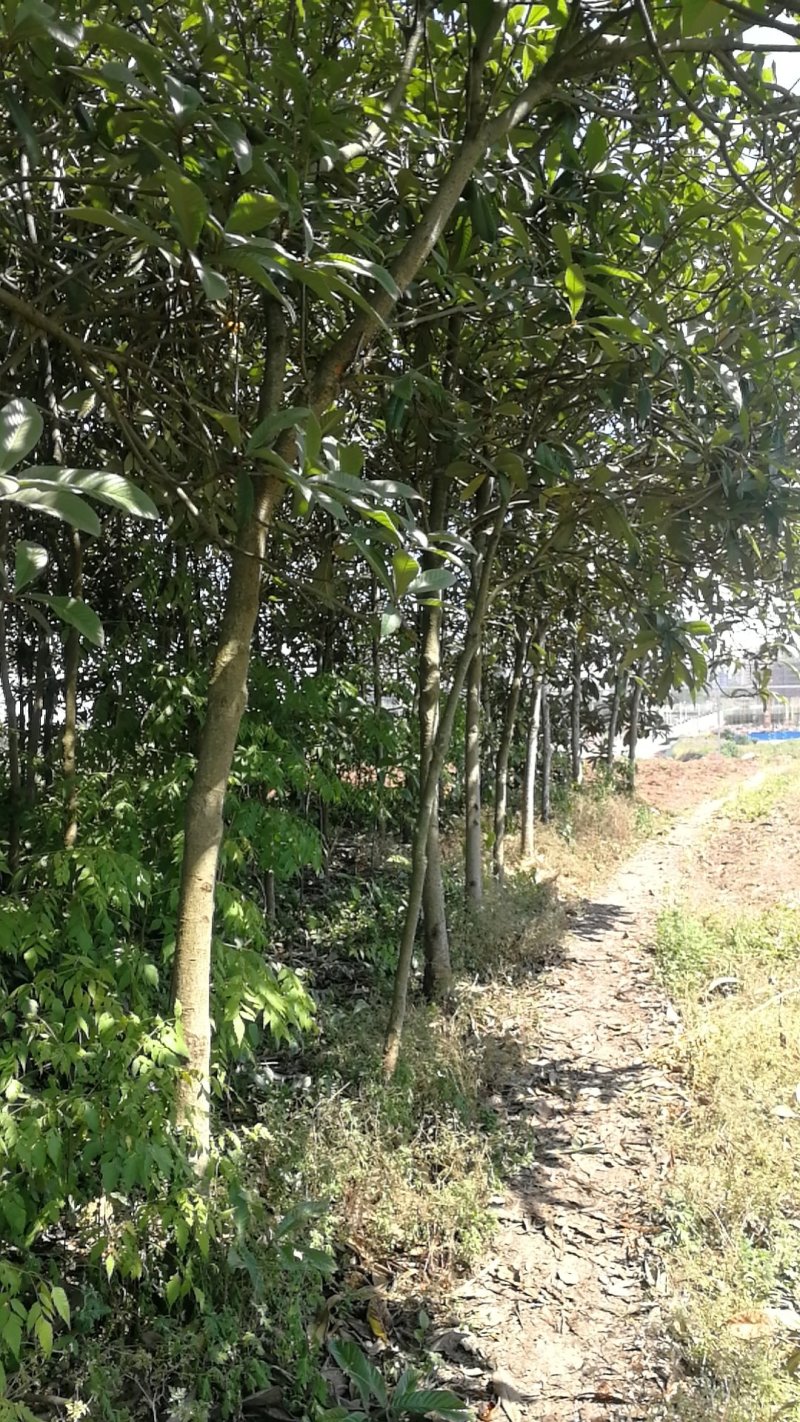 绿化高杆枇杷树、风景枇杷树批发