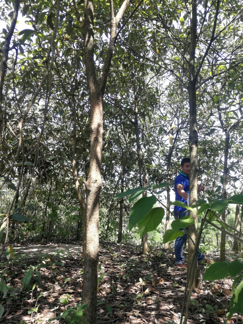 绿化高杆枇杷树、风景枇杷树批发
