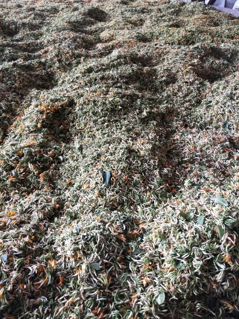 四川金银花，产地一手货源一级干花量大提前预约