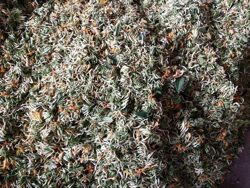 四川金银花，产地一手货源一级干花量大提前预约