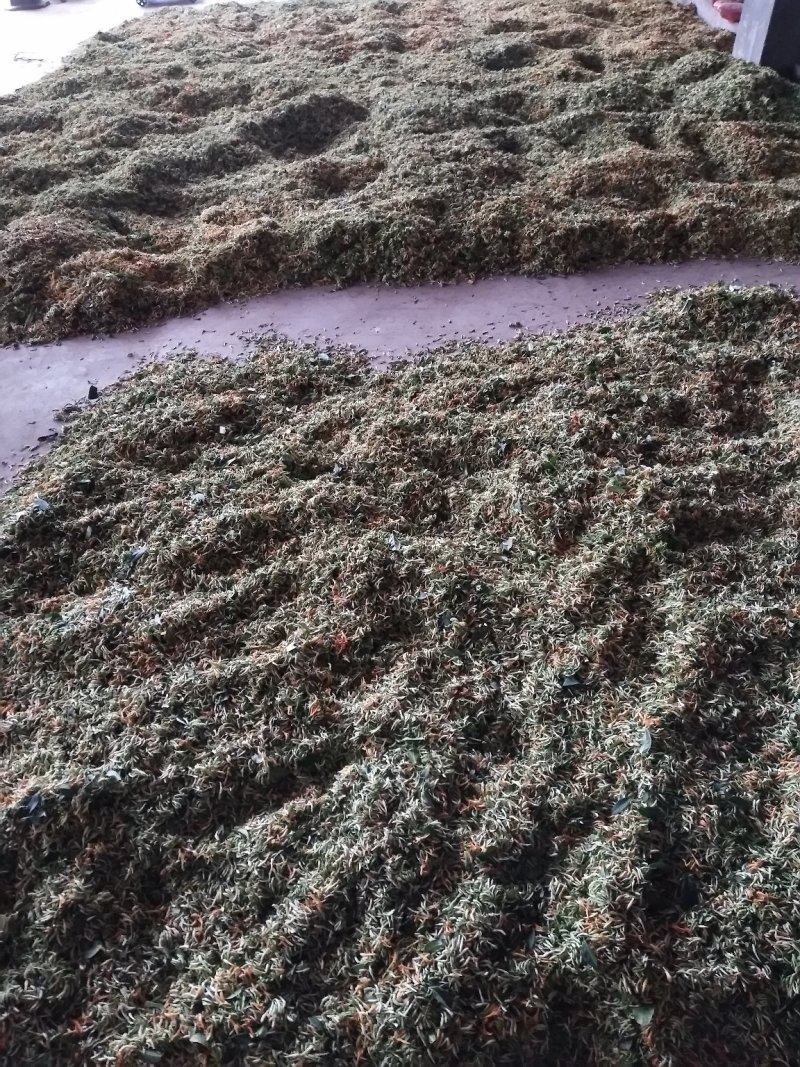 四川金银花，产地一手货源一级干花量大提前预约