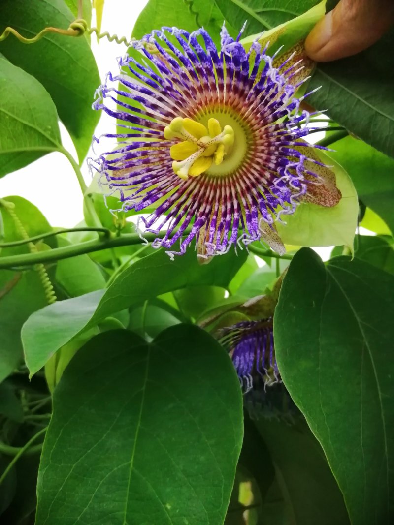 绿皮百香果口味香甜优良品种荔枝味绿皮百香果苗