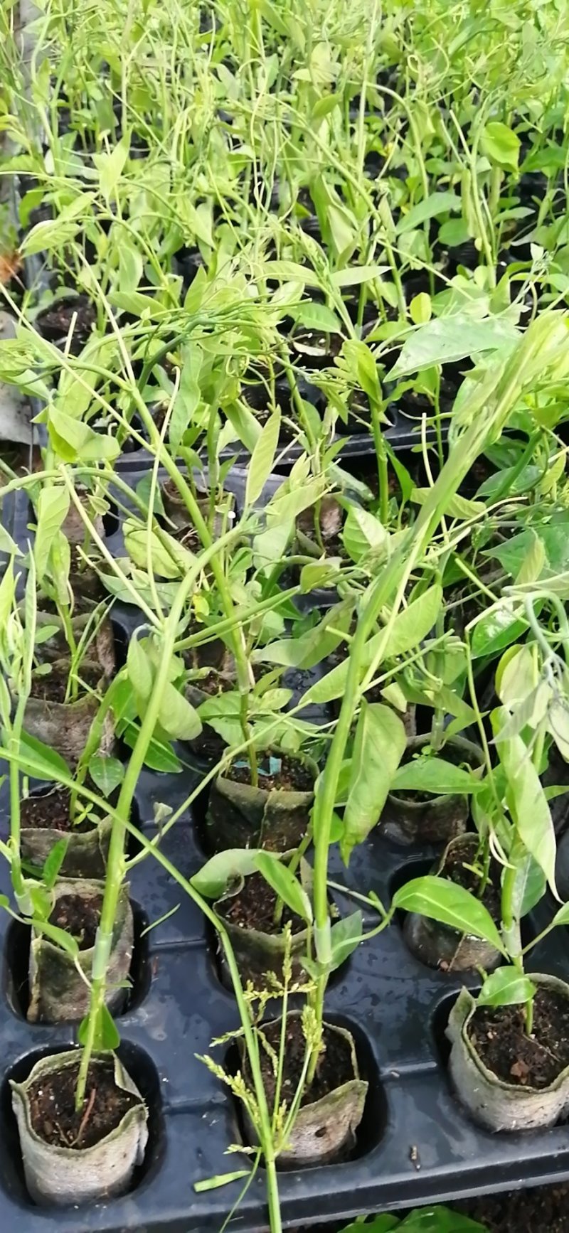 绿皮百香果口味香甜优良品种荔枝味绿皮百香果苗