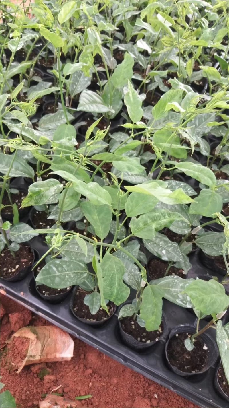 绿皮百香果口味香甜优良品种荔枝味绿皮百香果苗