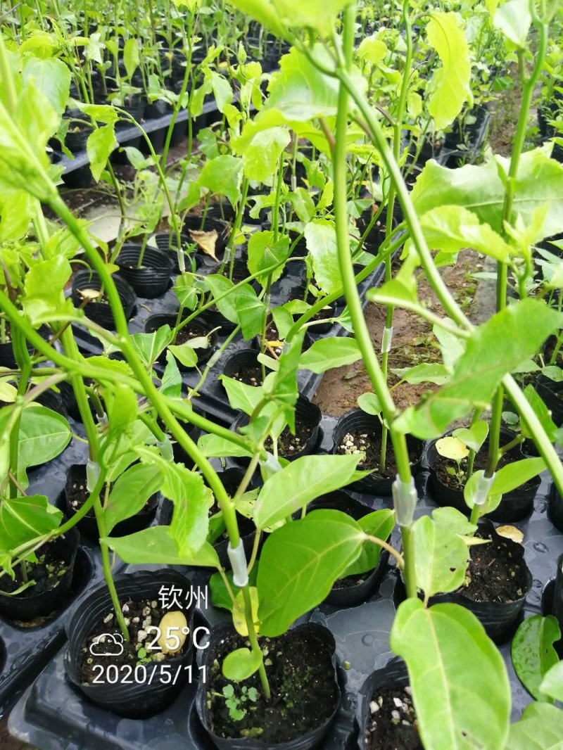 绿皮百香果口味香甜优良品种荔枝味绿皮百香果苗
