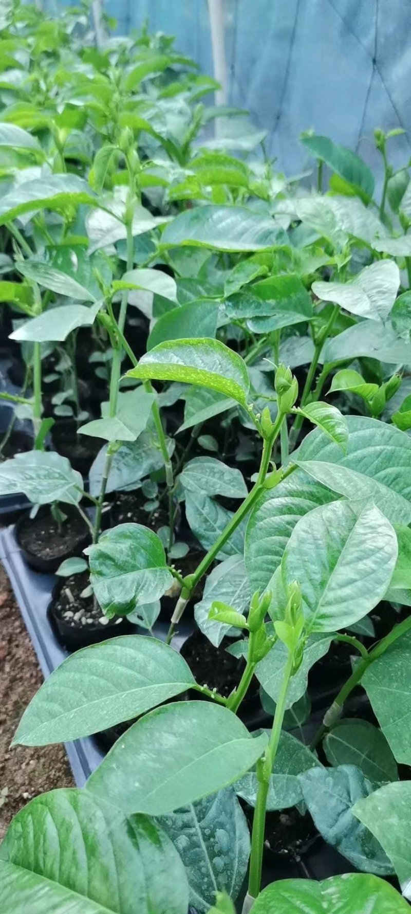 优良品种香密木瓜百香果苗