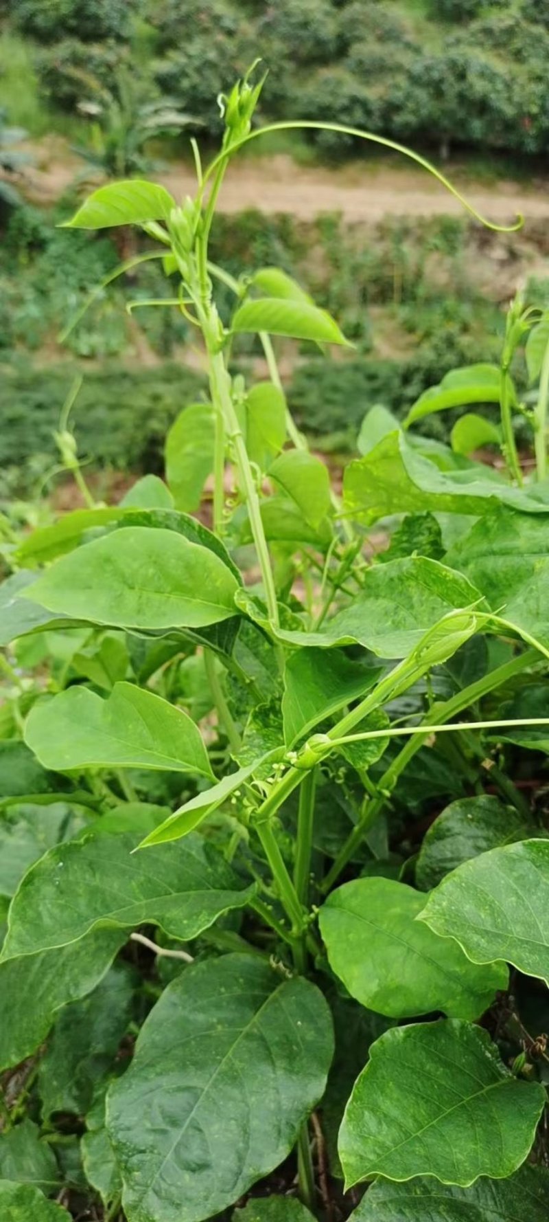 优良品种香密木瓜百香果苗