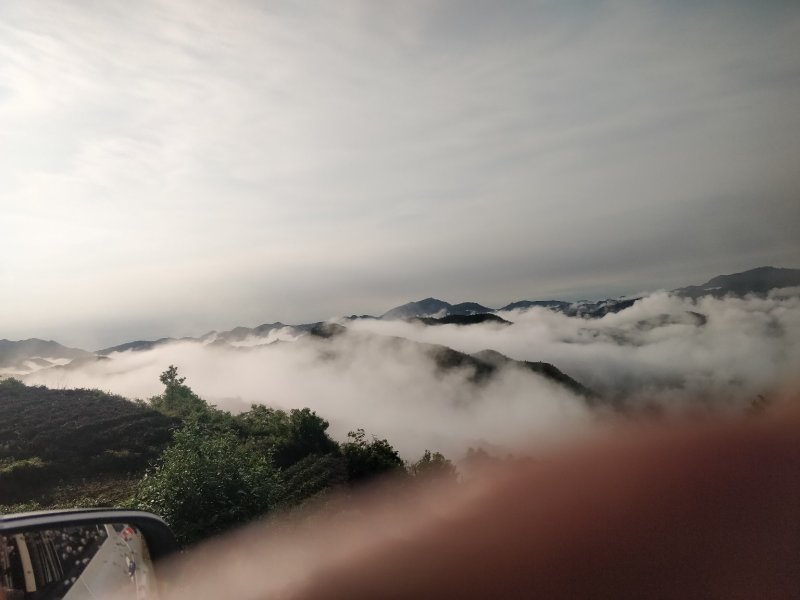 福鼎管阳天竹高山云雾特级白茶银针工厂直接供应批发