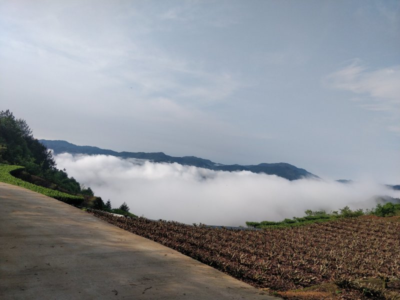 福鼎管阳天竹高山云雾特级白茶银针工厂直接供应批发