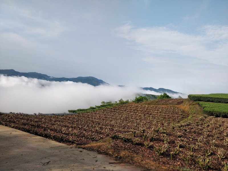 福鼎管阳天竹高山云雾特级白茶银针工厂直接供应批发