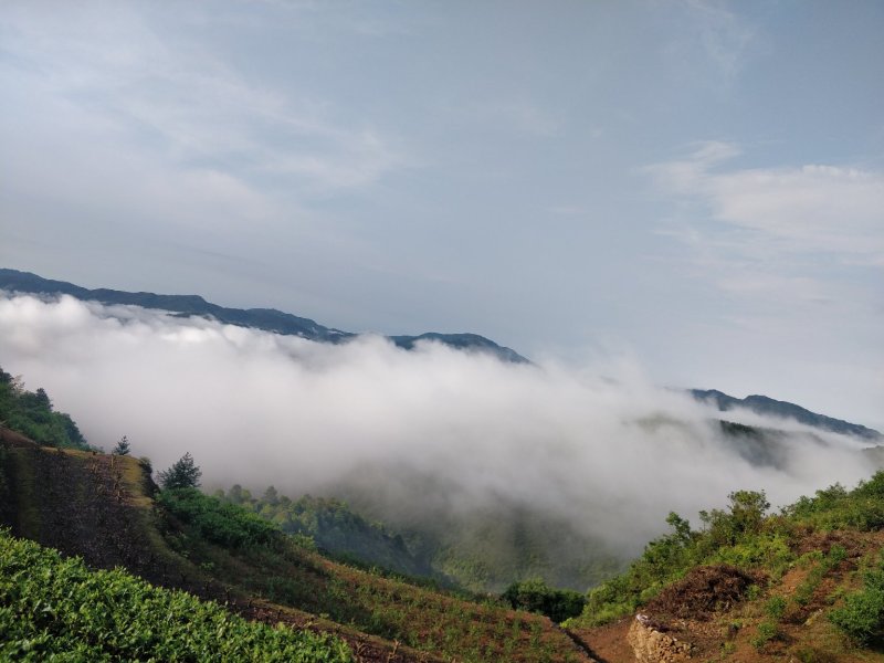 福鼎管阳天竹高山云雾特级白茶银针工厂直接供应批发