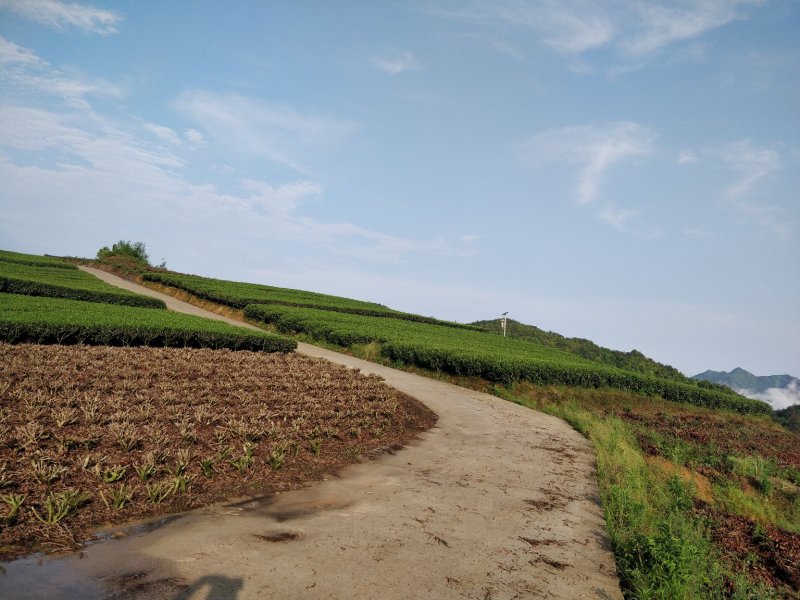 福鼎管阳天竹高山云雾特级白茶银针工厂直接供应批发