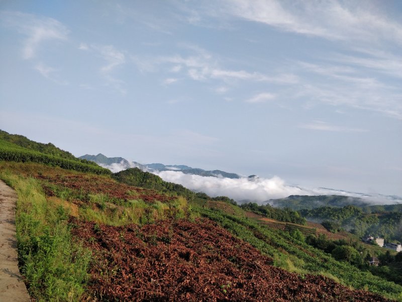 福鼎管阳天竹高山云雾特级白茶银针工厂直接供应批发