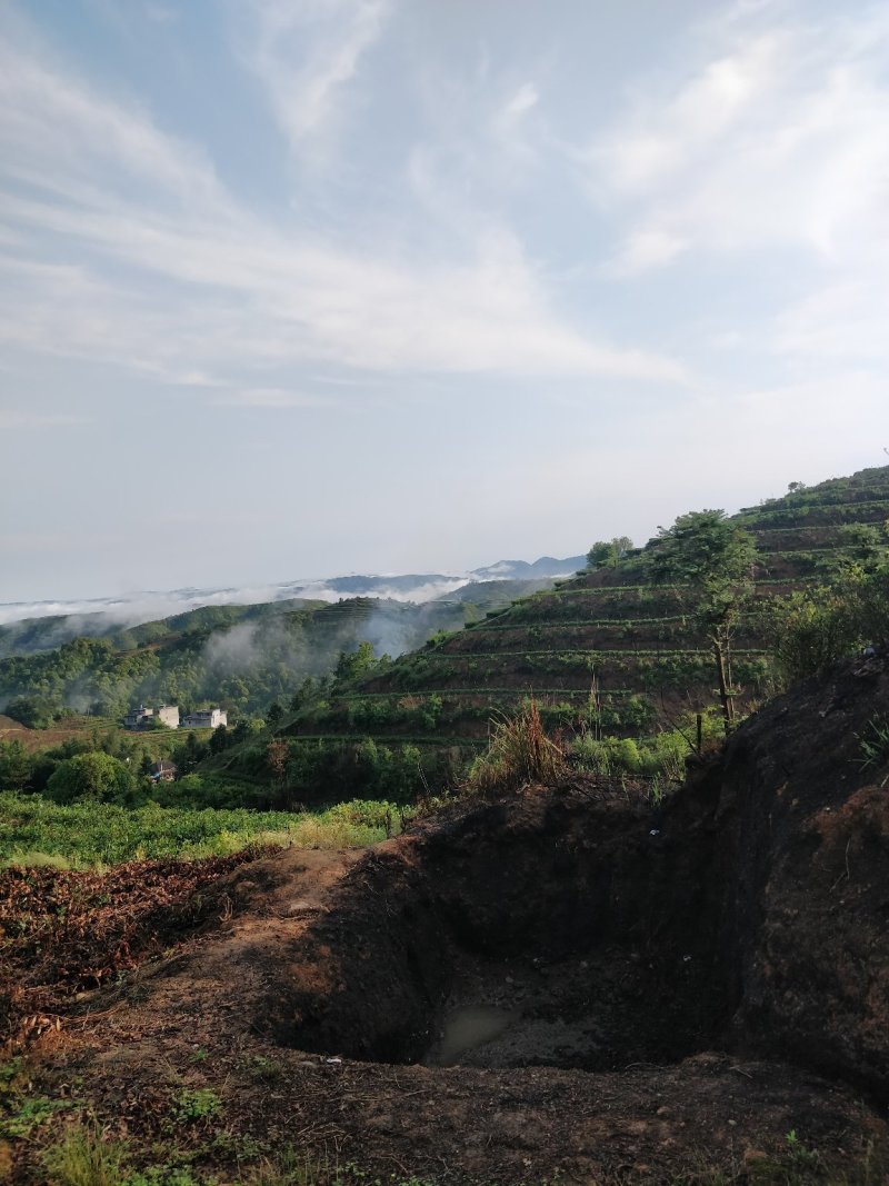 福鼎管阳天竹高山云雾特级白茶银针工厂直接供应批发